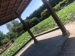 -嘉定紫藤园