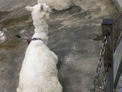 -上海大自然野生昆虫馆(东方明珠·爬宠昆虫探索中心)