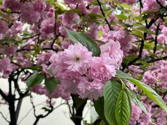 -上海市保健医疗中心