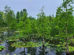 -池杉湖湿地公园