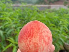 -桃源山庄·水蜜桃采摘·柴火鸡·烧烤团建(龙泉山店)