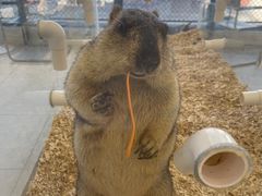 -怪兽屋·羊驼·猫咖·狗咖(俊华广场店)