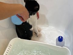 -momokira米努特·德文卷毛猫·棉花面纱犬