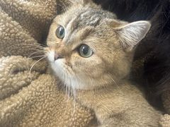 -平行世界·猫咖(首经贸店)