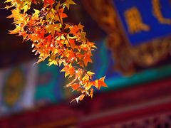 -香山公园