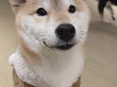 -逗柴咖啡屋·狗咖猫咖宠物桌游
