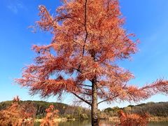 -昆山城市生态森林公园