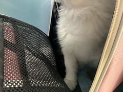 -北京观赏动物医院·24小时大型综合·猫专科·异宠专科