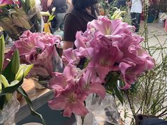 -长春青怡坊鲜花批发(青怡坊花鸟市场店)