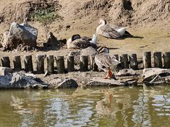 -盐城丹顶鹤湿地生态旅游区