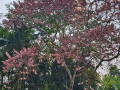 -中国科学院西双版纳热带植物园