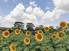 -迪茵湖田家舍生态农场