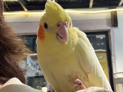 -深圳鸟咖鹦花岛