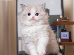 -小猫来了·猫舍(红山六九七九店)