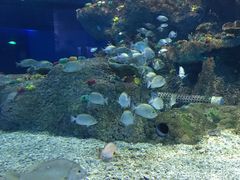-沙沙哗啦海洋馆(华宇百花谷店)