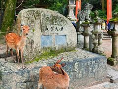 -奈良公园