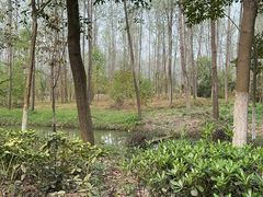 -合肥滨湖国家森林公园