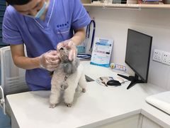-博特宠物医院24h犬猫全科.骨科·异宠