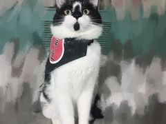 -瑞派长江宠物医院·猫科·外科·24小时夜护(谊城公寓分院)