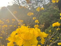 -金鸡山公园