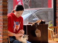 -豆逗聊愈猫阁Easy Life