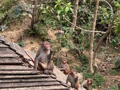 -西双版纳原始森林公园