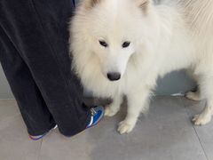 -伟伟宠物医院·CT影像中心·瑞派犬猫综合性门诊(汉口总院)