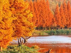 -贵阳市花溪国家城市湿地公园