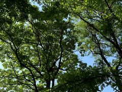 -老张烤羊(王哥庄店)