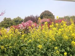 iphone_upload_pic-南汇桃花村