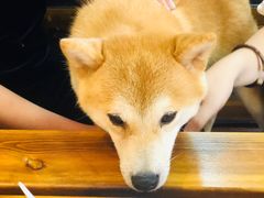 -柴源莊·柴小宠柴犬咖啡