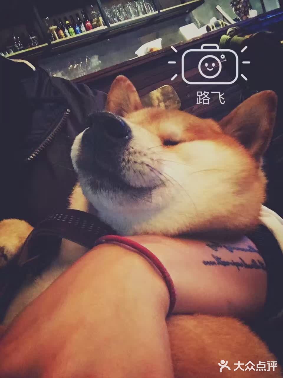 买书送了果壳网的狗年红包太可爱了