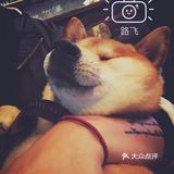 买书送了果壳网的狗年红包太可爱了