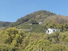 -阿巧茶庄