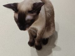 -藏猫猫咖啡主题馆(中央大道店)