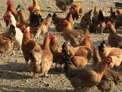 农庄放养的百草鸡，肉质鲜美营养丰富-山丹皇家马场