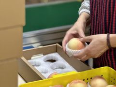 -老袁家蜜桃农场·阳山水蜜桃