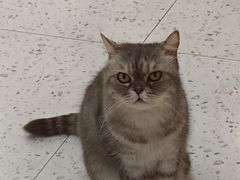 -喵园·猫主题咖啡厅·撸猫·猫咖(国贸店)