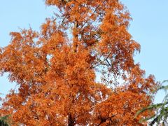 -四川大学(望江校区)