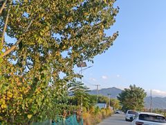 -李民堂户太八号葡萄采摘园