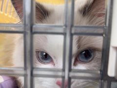 -猫大福·Fortune Cat猫舍(百子湾店)