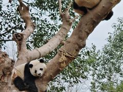 -都江堰中华大熊猫苑