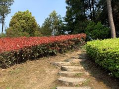 -铁山坪森林公园