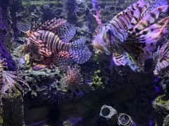 -太平洋海底世界