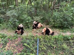 -成都大熊猫繁育研究基地