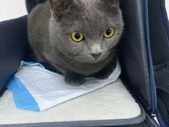 -关爱宠物医院·猫科中心·消化科(滨湖万达分院)