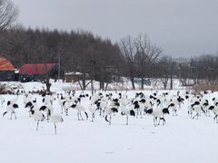 -钏路市丹顶鹤自然公园