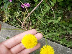 -合肥滨湖国家森林公园