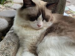 -喵屿·大理花园猫咖