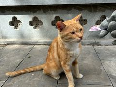 -西安大兴善寺